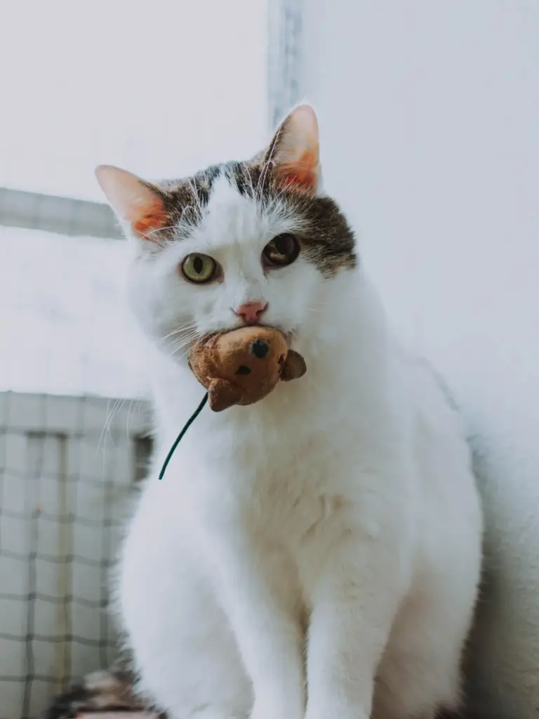 Eine Katze mit einer Spielmaus im Mund