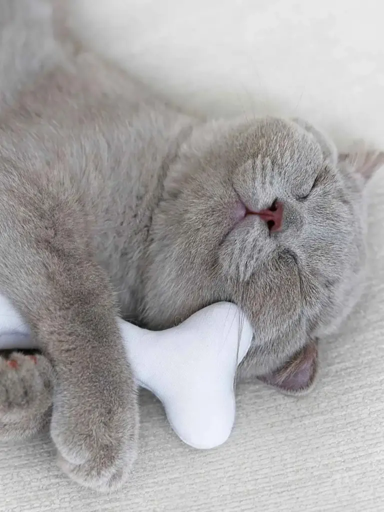BKH Katze mit einem Knochenkissen