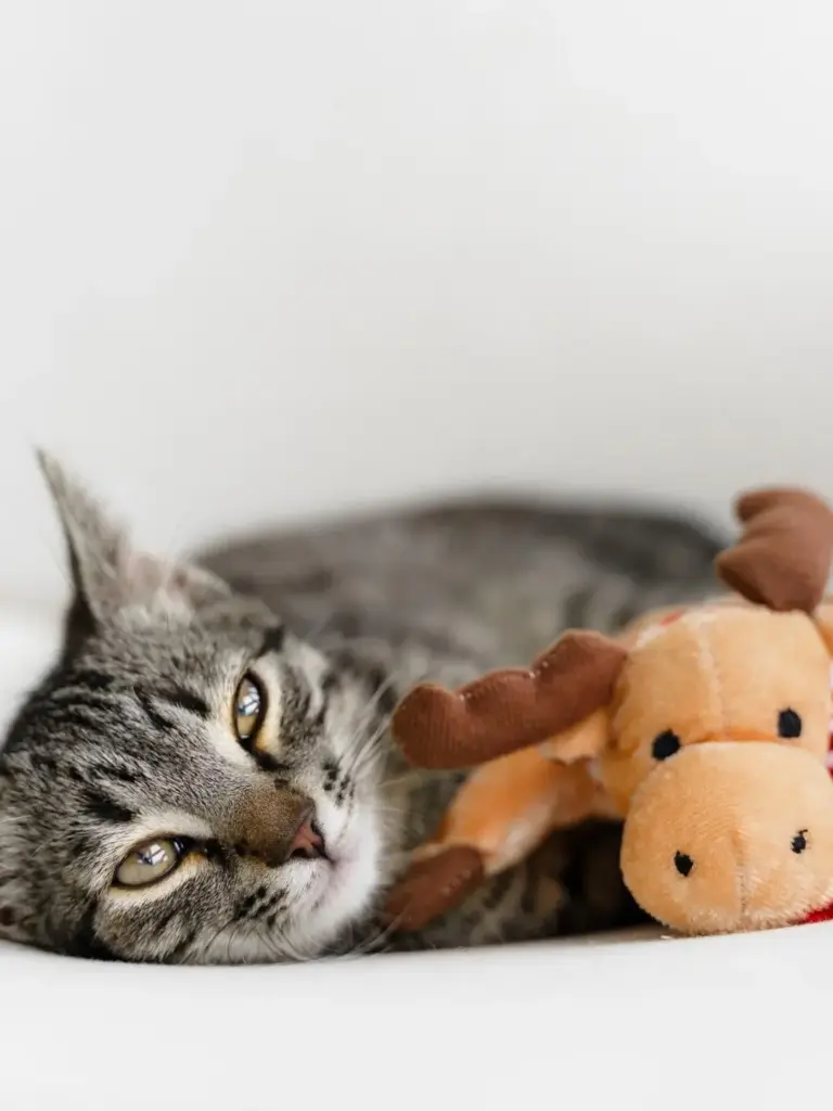 Katze mit einem Katenminze Kuscheltier