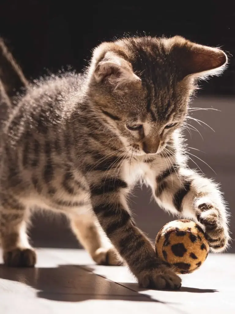 kleine Katze mit einem Spielball