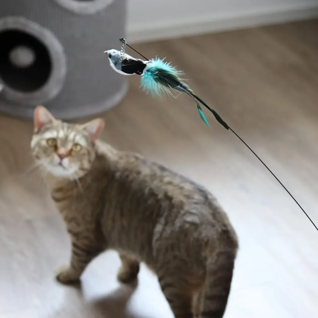 Katze schaut auf eine Katzenangel mit grünen Vogelanhänger, der mit Federn geschmückt ist