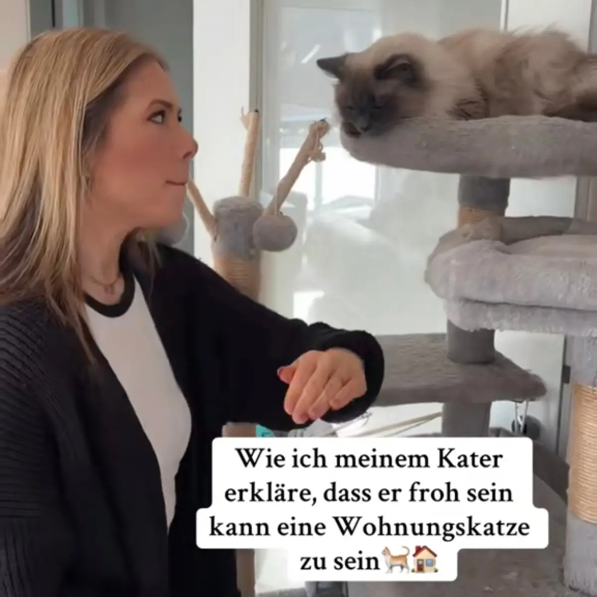 Kurzvideo Meme zu Katzen
