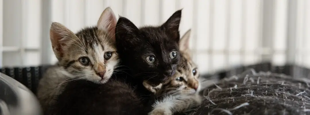 Drei Katzen im Tierheim