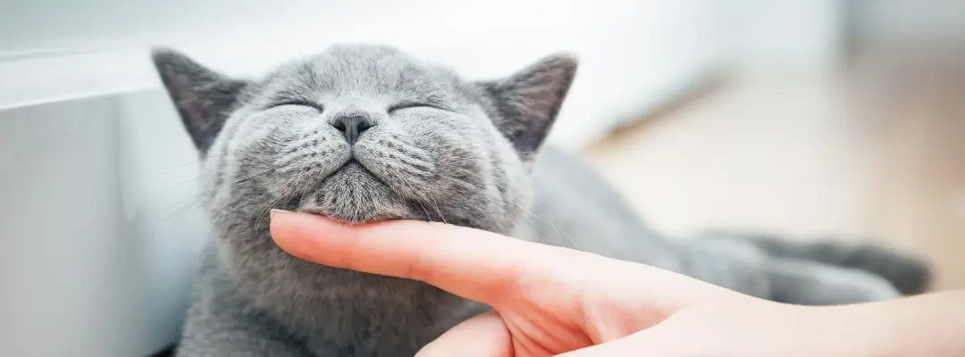 BKH Katze, die genießt