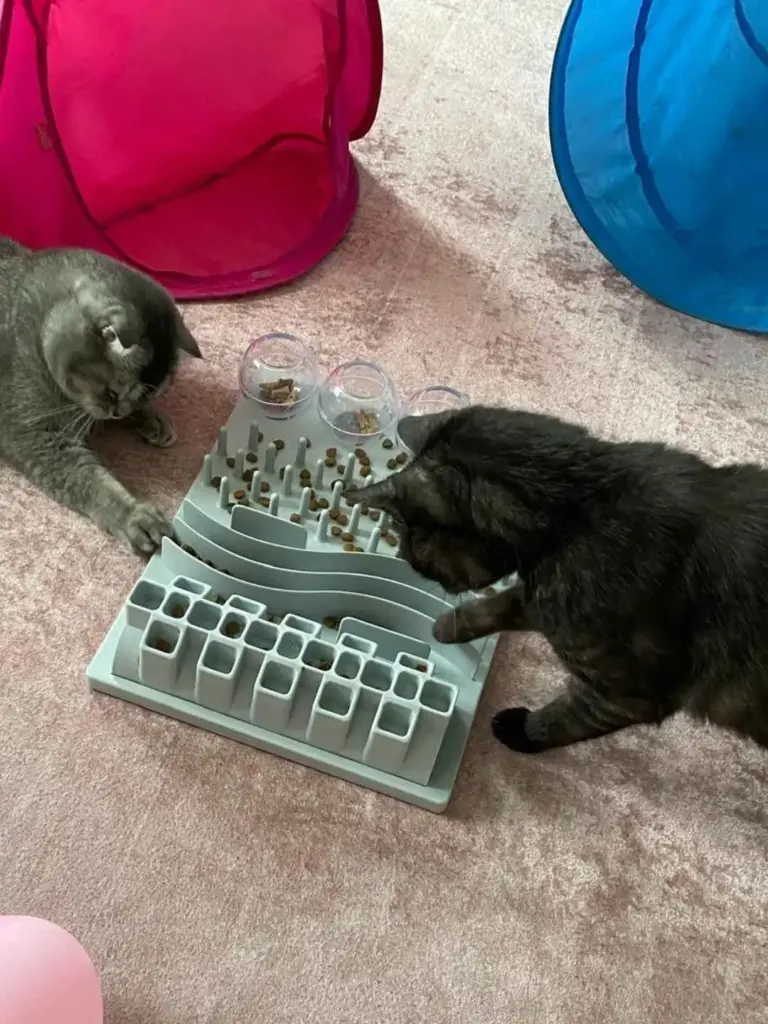 Katzen spielen mit einem Futterspielzeug