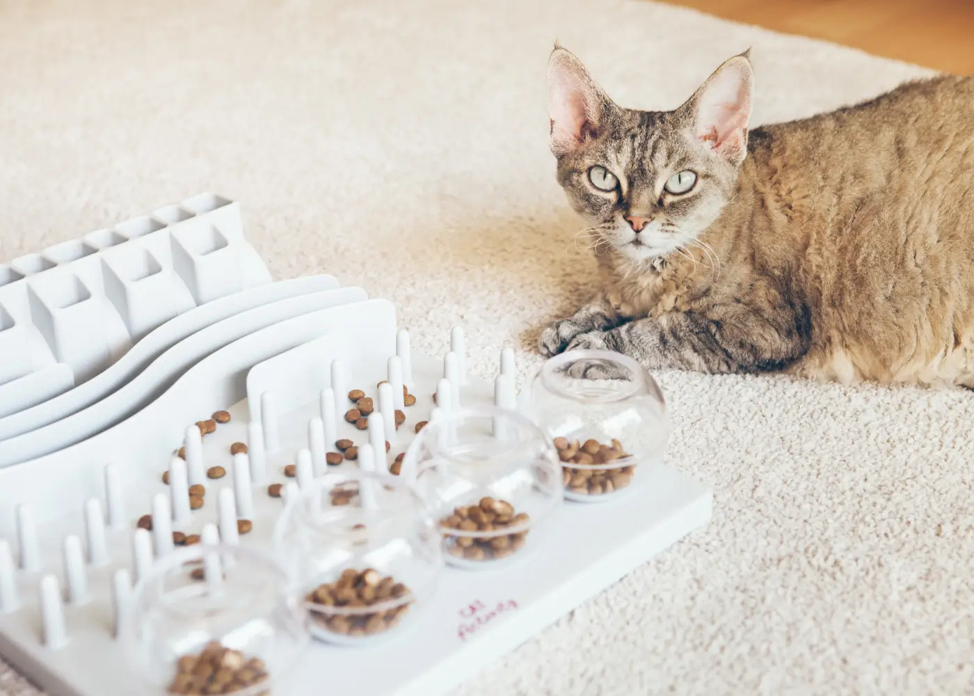 Katze liegt neben einem Fummelbrett