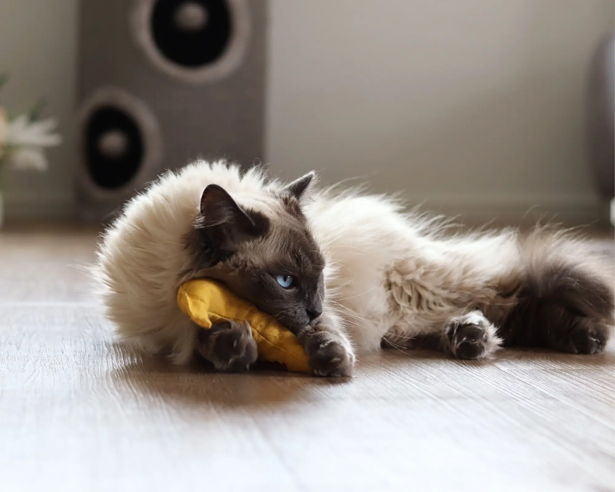 Ragdoll Katze kuschelt mit einem Katzenminzekissen