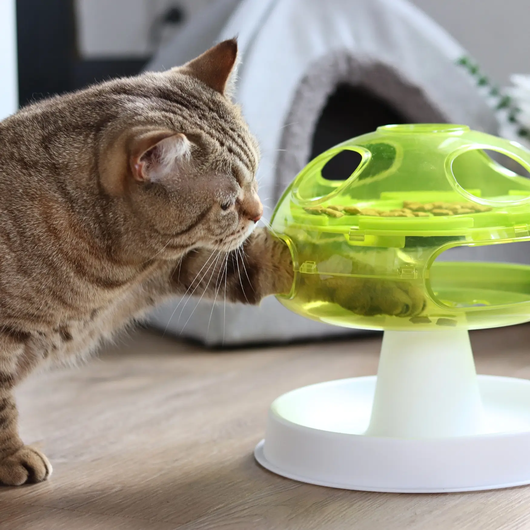 Katze fummelt an einem Futterspielzeug herum