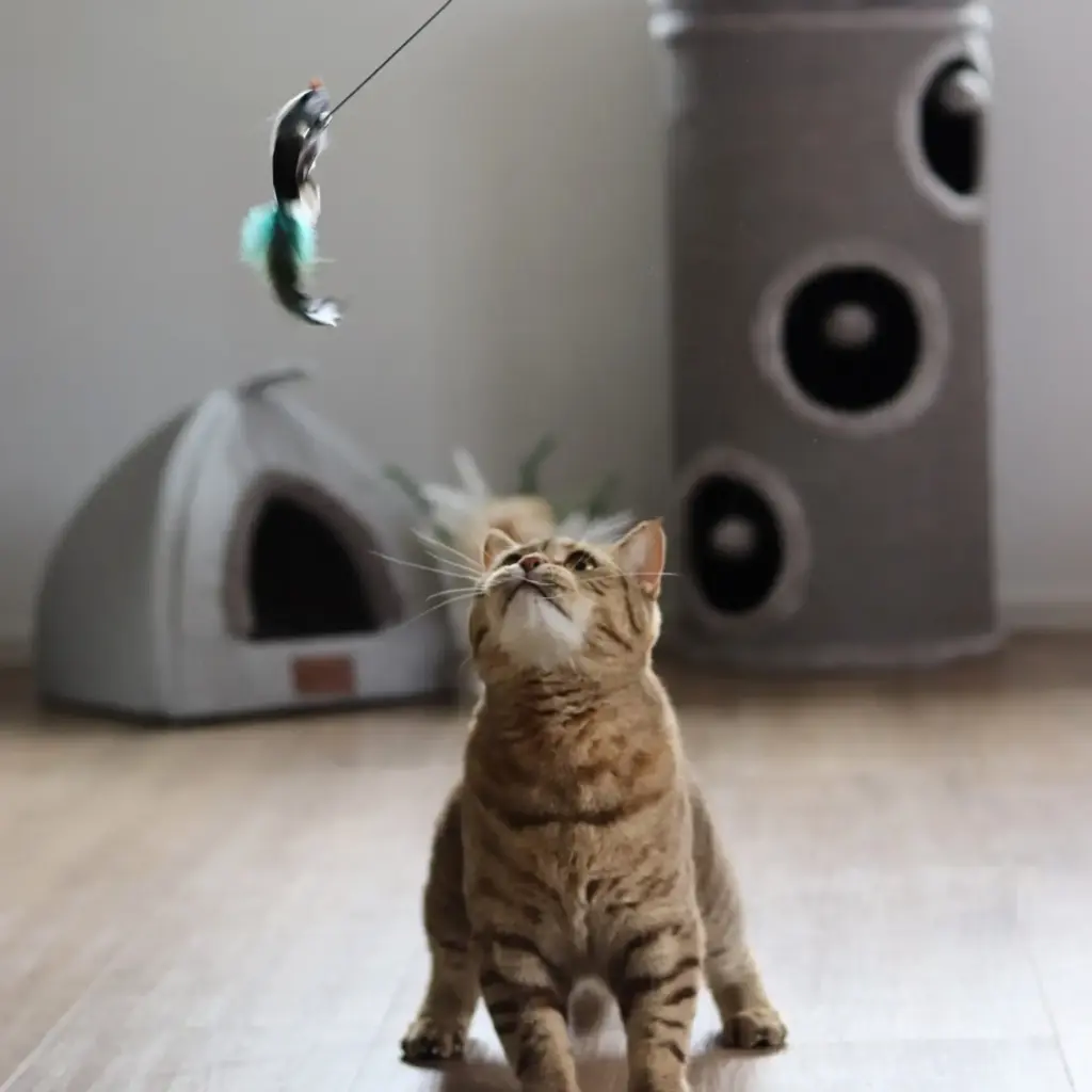 BKH Katze spielt mit einer Katzenangel, die einen Vogelanhänger hat