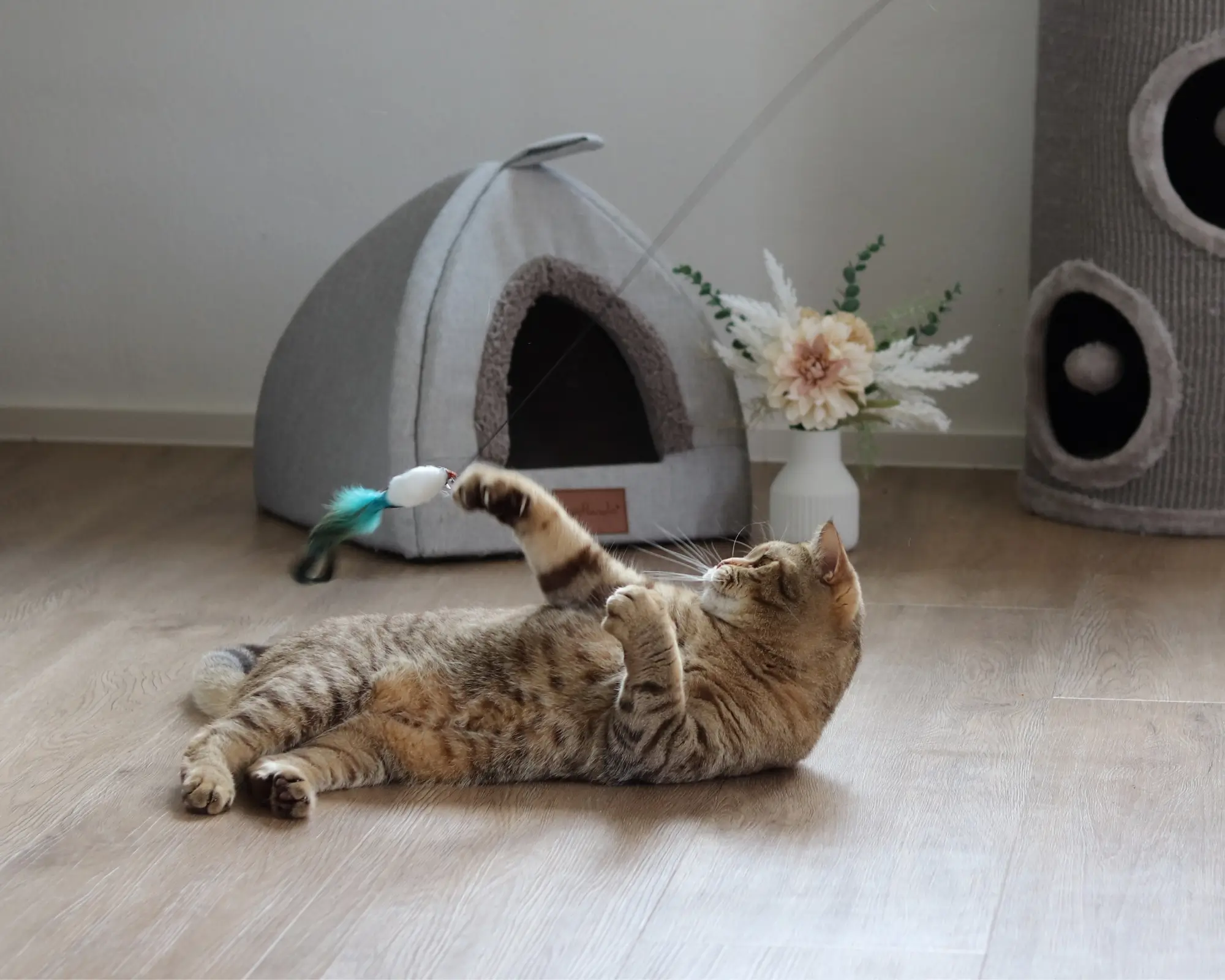 BKH Katze spielt mit einer Katzenangel, die einen Vogelanhänger hat