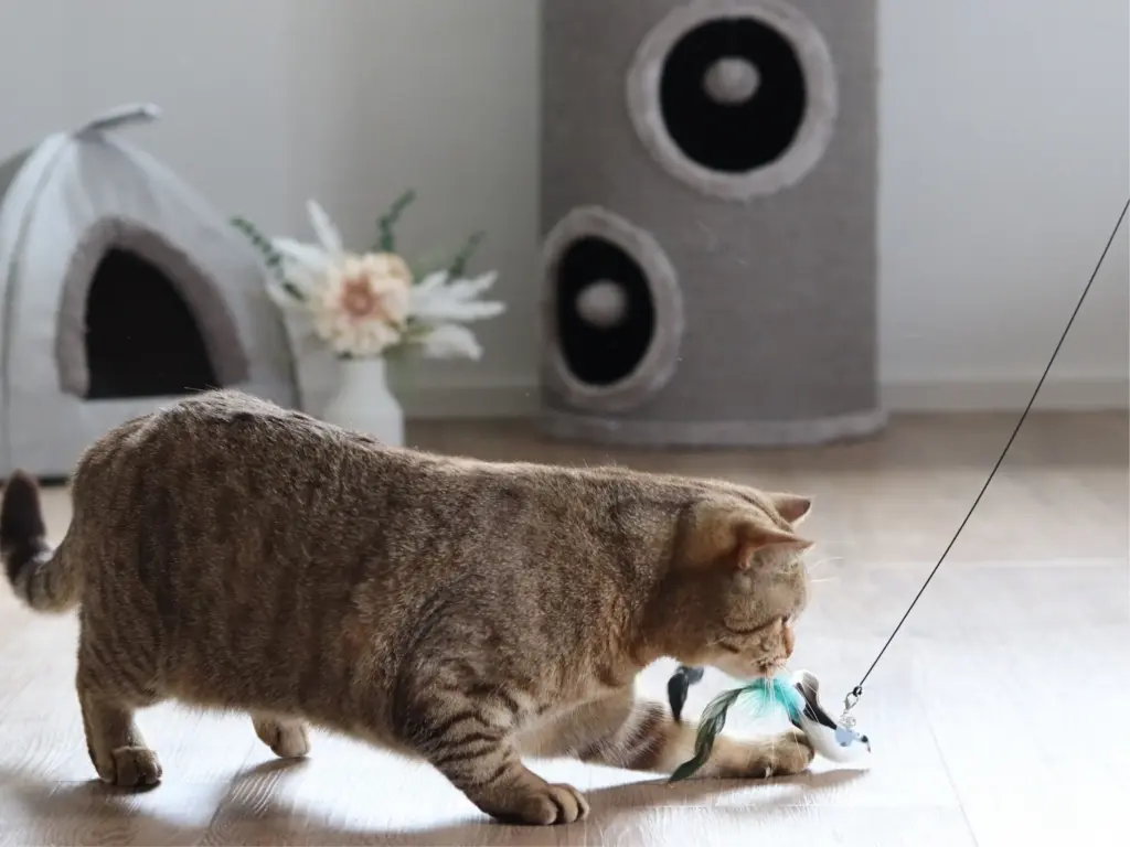 BKH Katze spielt mit einer Katzenangel, die einen Vogelanhänger hat