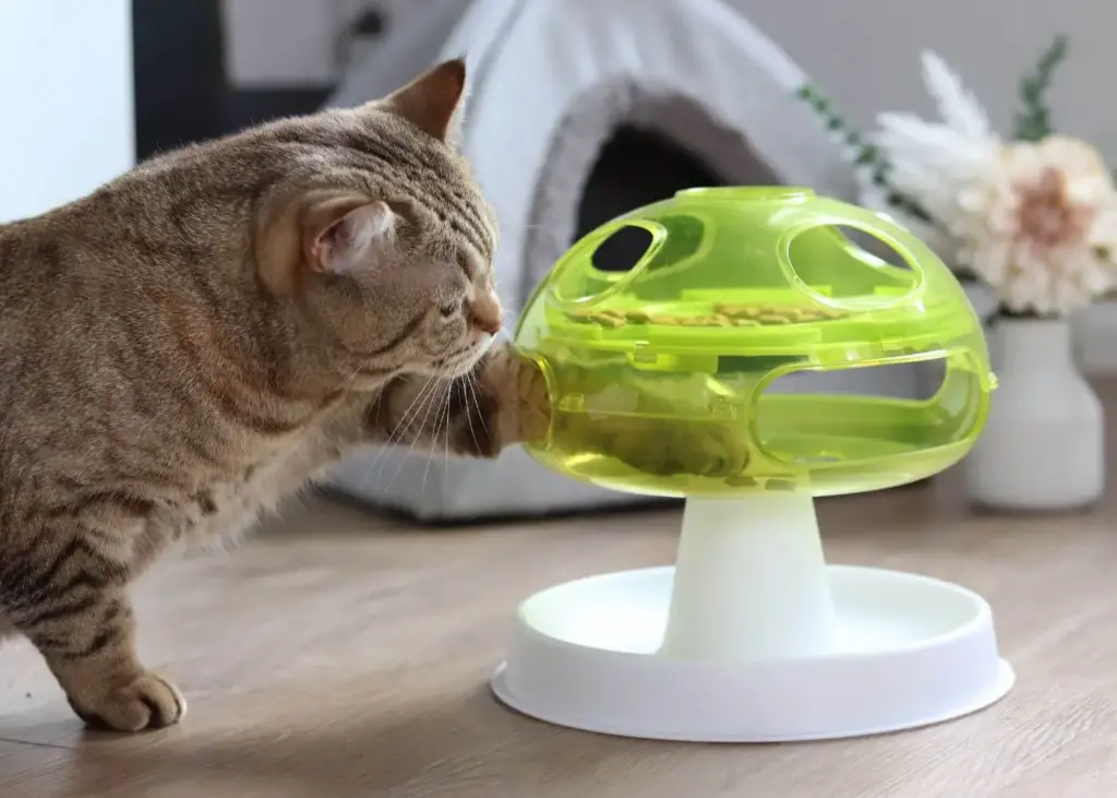 gelangweilte Katze beschäftigt sich selbst