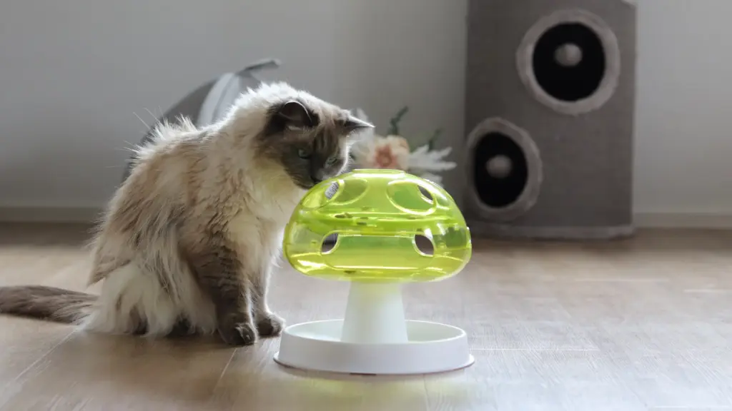 Weiße Katze beschäftigt sich mit einem Futterspielzeug