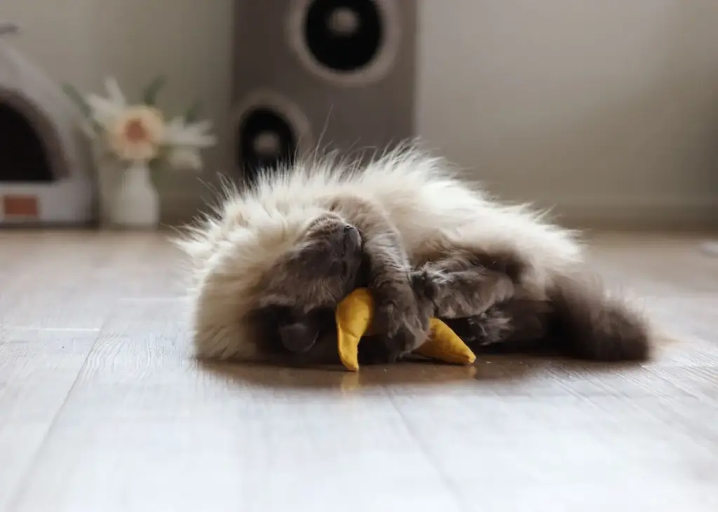 Eine weiße Katze beschäftigt sich selbst mit einem Katzenminze-Kissen