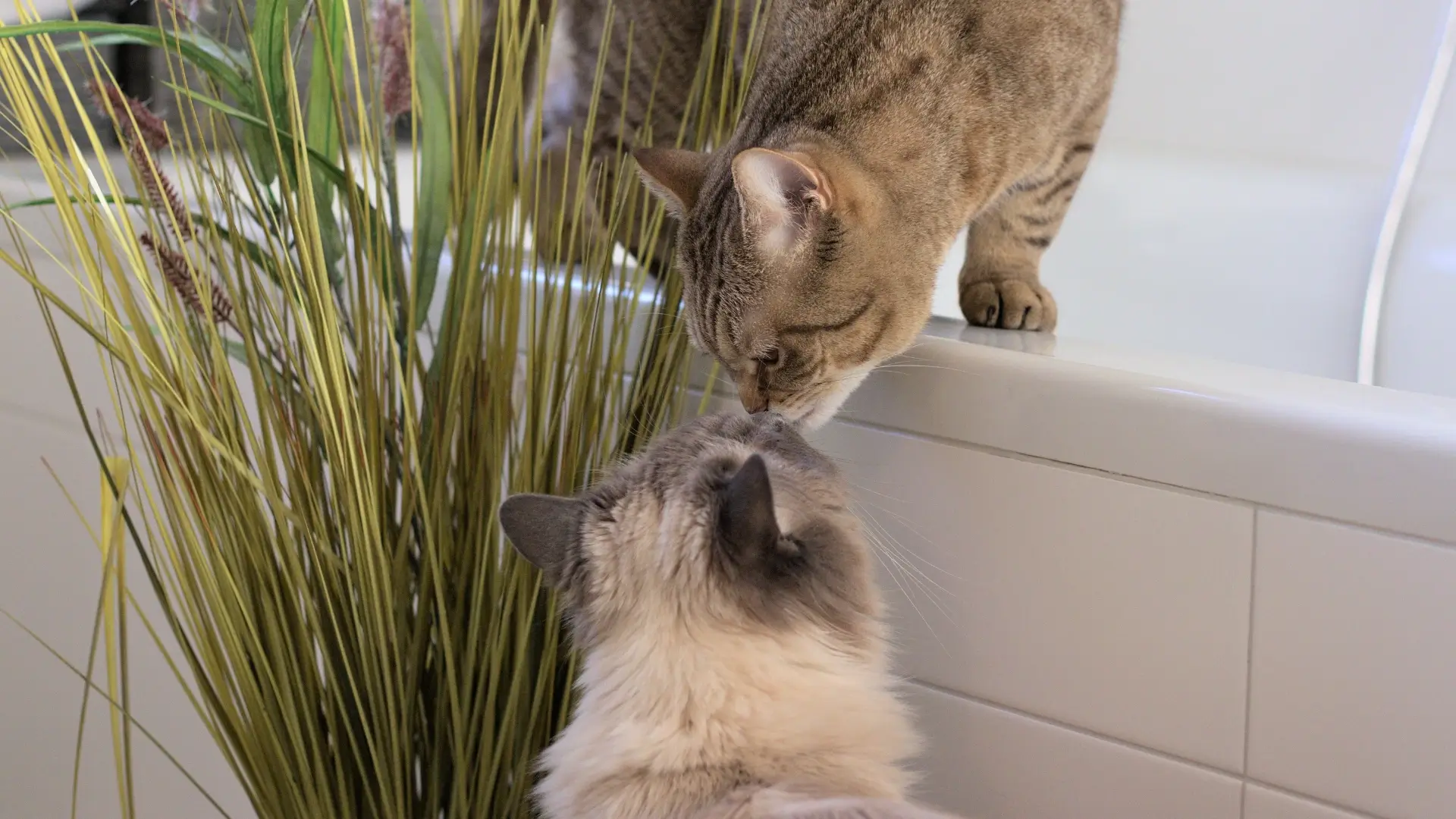 Unsere beiden Katzen schnuppern aneinander