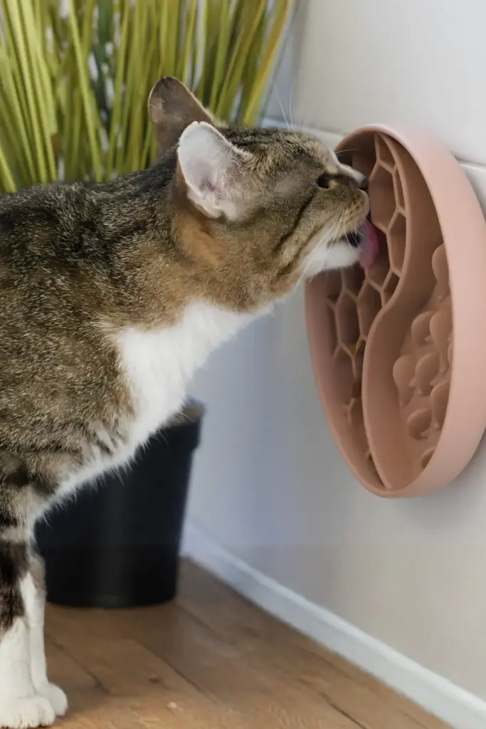 Katze schleckt an einer Schleckmatte, die an der Wand befestigt wurde