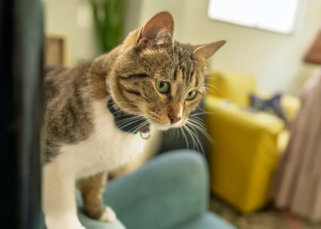 Katze beobachtet das Katzenspielzeug